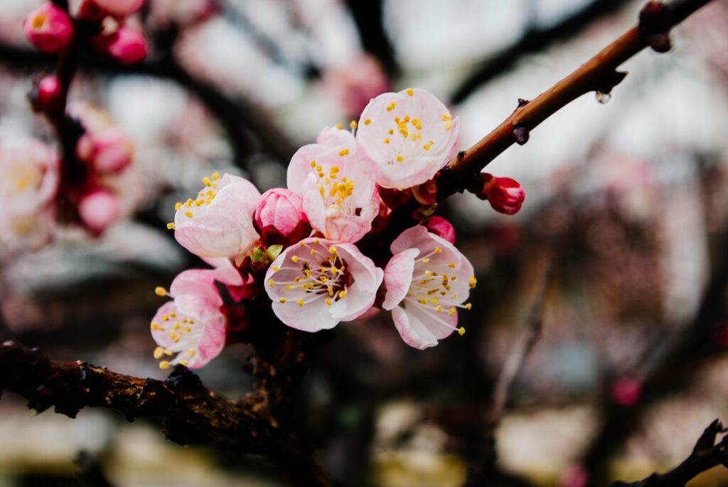 Close-up photo of cherry blossoms on a stem of a cherry tree